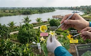 Kỹ thuật lai tạo thủ công: khử bông, chấm phấn hạt giống lai F1