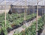 NHÓM GIỐNG CÀ CHUA LAI F1