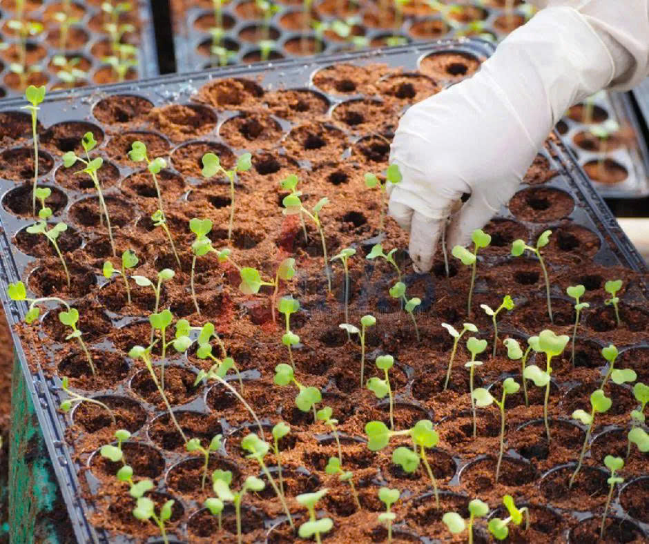 Quy Trình Ươm Giống Hạt Lai F1 Tại Nông Nghiệp DVN: Tiêu Chuẩn Khép Kín Chuẩn Quốc Tế
