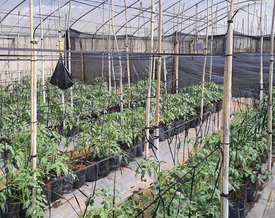 NHÓM GIỐNG CÀ CHUA LAI F1