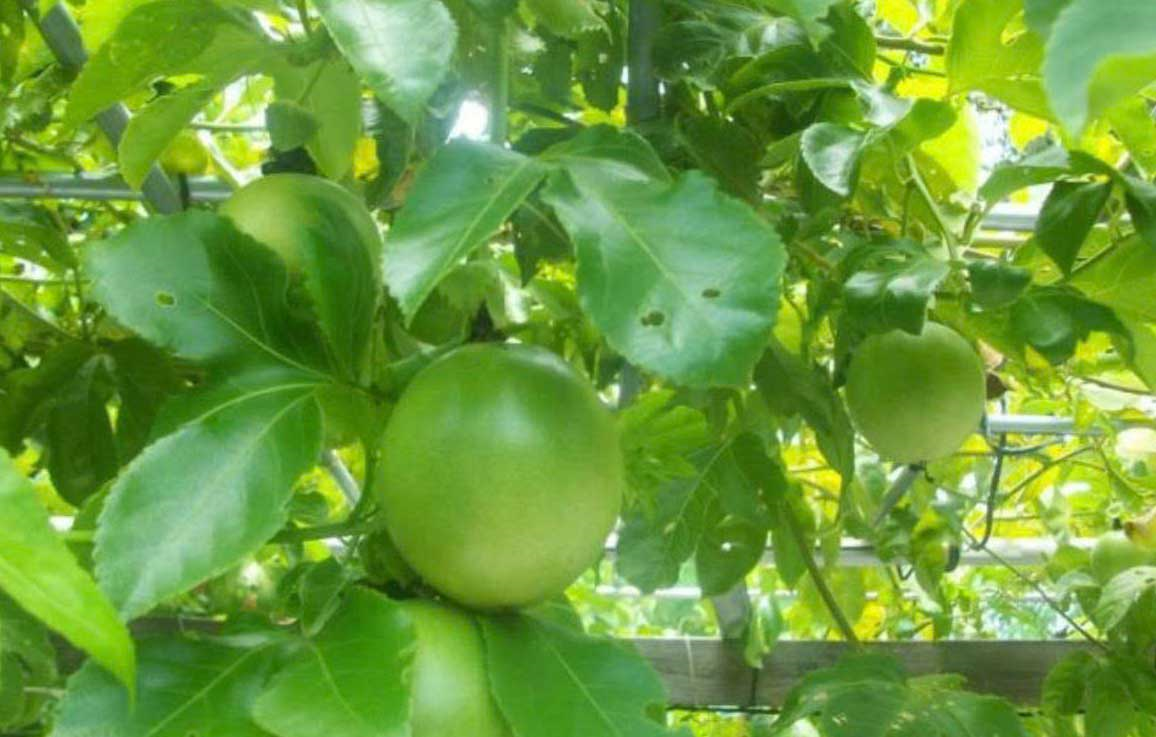 NHÓM GIỐNG CHANH DÂY LAI F1