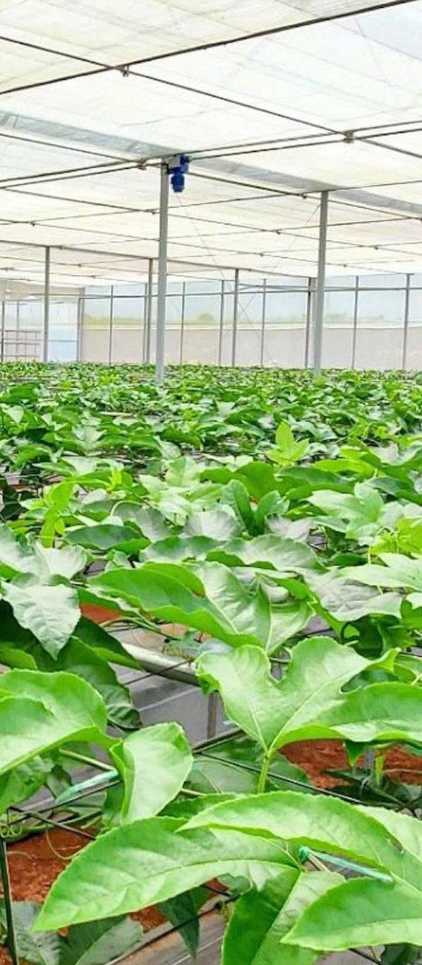 NHÓM GIỐNG CHANH DÂY LAI F1