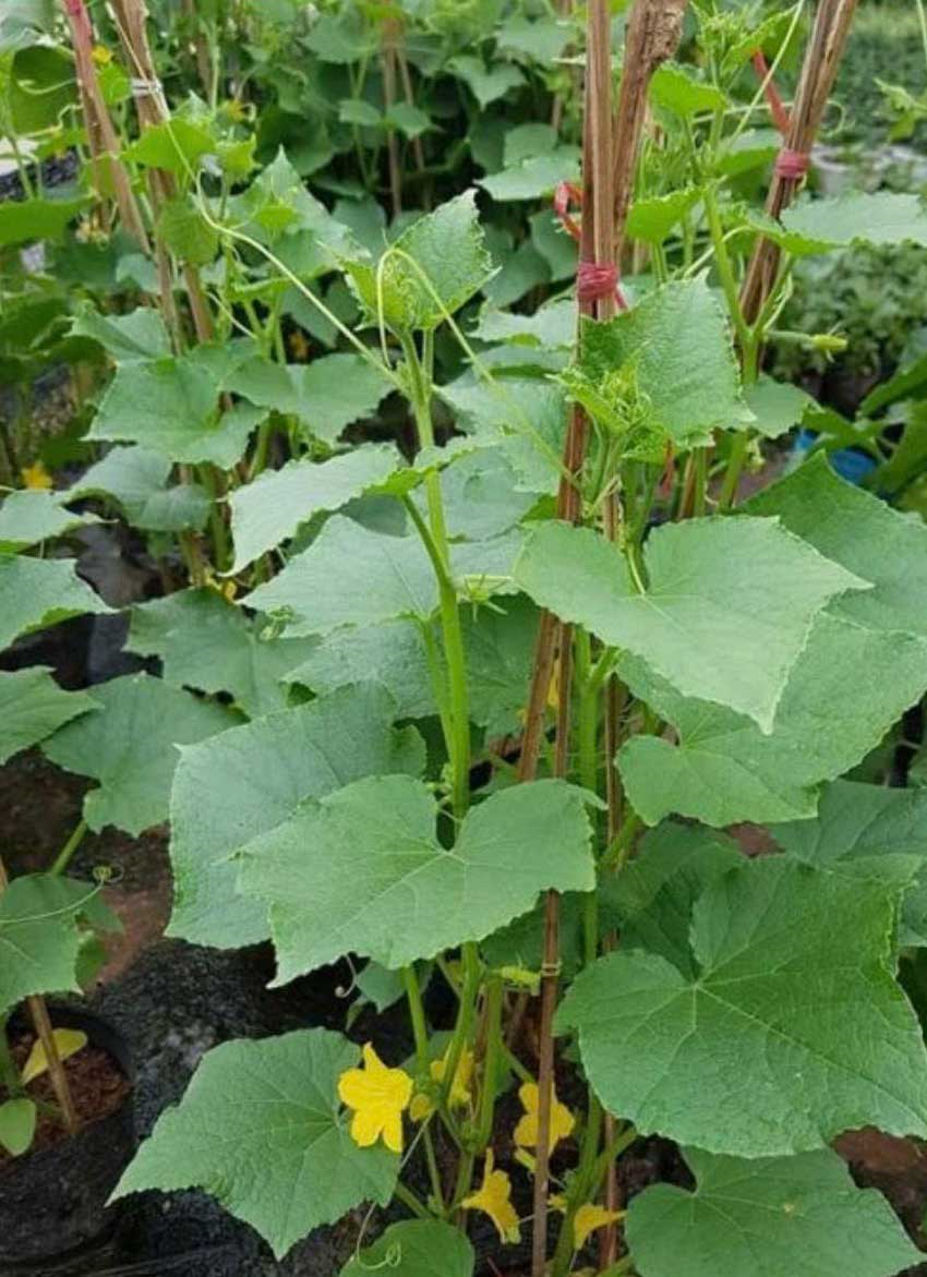 NHÓM GIỐNG DƯA LAI F1