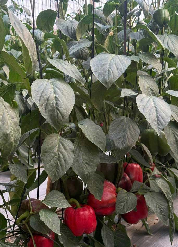 NHÓM GIỐNG ỚT LAI F1