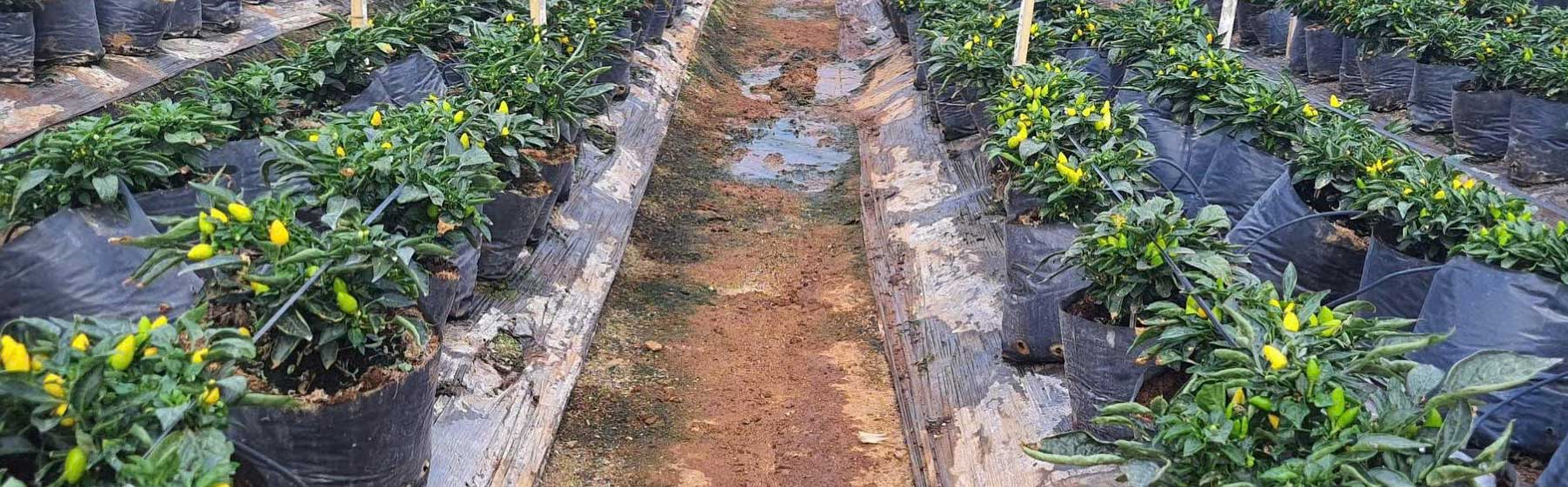 NHÓM GIỐNG ỚT LAI F1
